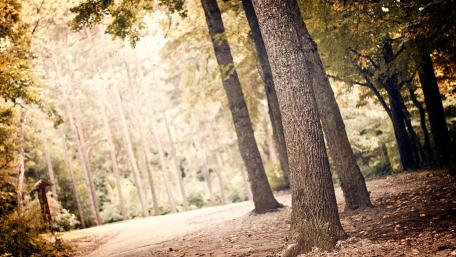 Serene Forest Pathway wallpaper
