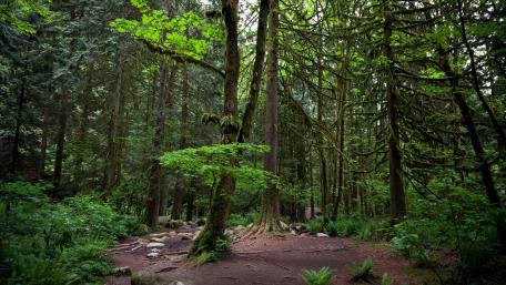 Lush Green Forest Serenity wallpaper