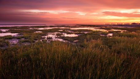 Serene Wetland Sunset with Vibrant Pink Sky wallpaper