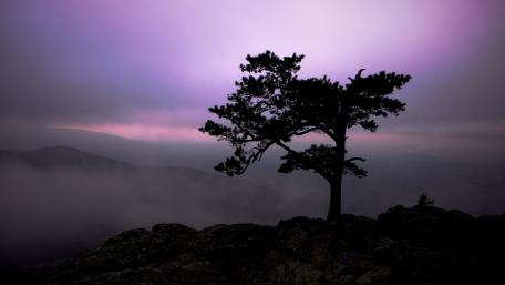 Solitary Majesty in the Fog wallpaper