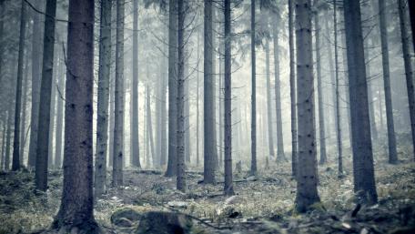 Mysterious Misty Forest Scene wallpaper