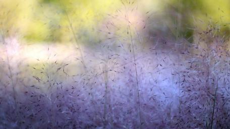 Whispers of Nature in Soft Hues wallpaper