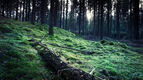 Serenity in a Lush Forest Landscape wallpaper