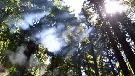 Sunlight Streaming Through Majestic Forest Canopy wallpaper