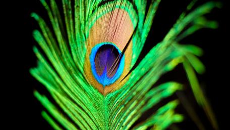 Vibrant Peacock Feather Elegance wallpaper