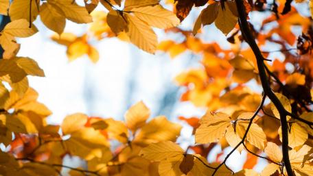Autumn's Golden Canopy wallpaper