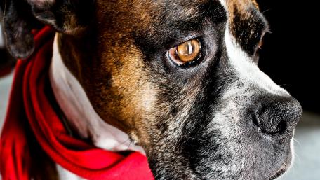 Gentle Stare of a Boxer Dog wallpaper