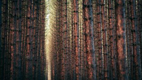 Serene Pathway Through Majestic Forest wallpaper