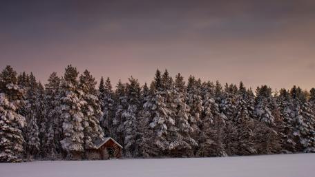 Winter Wonderland Cottage in Pine Forest wallpaper