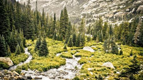 Serene Mountain Creek Surrounded by Pines and Wilderness wallpaper