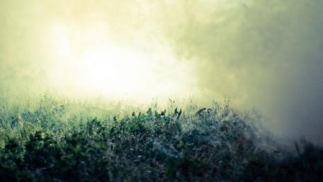 Mysterious Foggy Nature Scene wallpaper