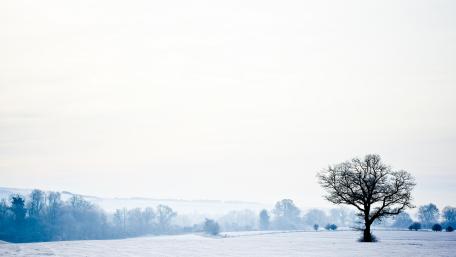 Winter Serenity of a Lone Tree in a Snowy Field wallpaper