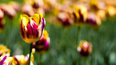 Vibrant Tulips Blooming in Spring Sunshine wallpaper