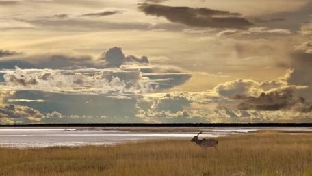 Majestic Deer in Serene Wilderness Scene wallpaper