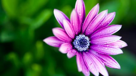 Vibrant Purple Flower in Bloom wallpaper