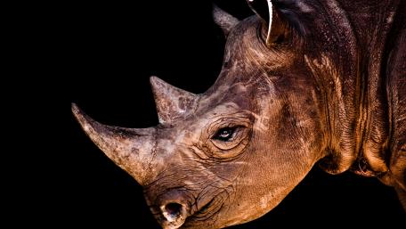 Majestic Rhinoceros Portrait wallpaper