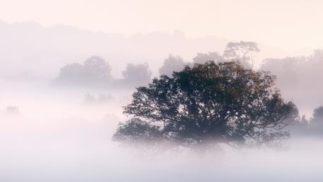 Misty Serenity Over Ancient Trees wallpaper