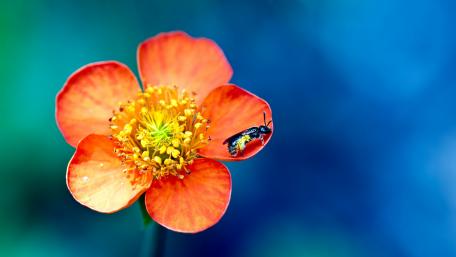 Vibrant Red Flower with Insect Visitor wallpaper