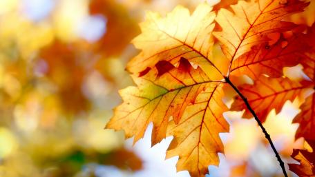 Golden Autumn Leaves Embracing Nature's Beauty wallpaper