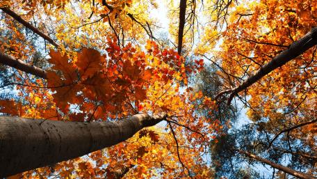 Vibrant Autumn Foliage from Below wallpaper