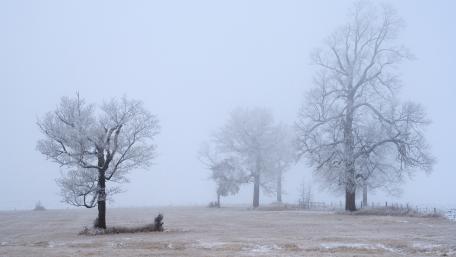 Misty Winter Wonderland wallpaper