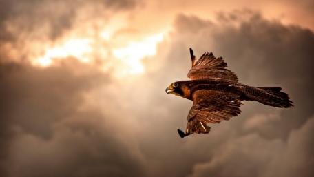 Majestic Peregrine Falcon in Flight wallpaper