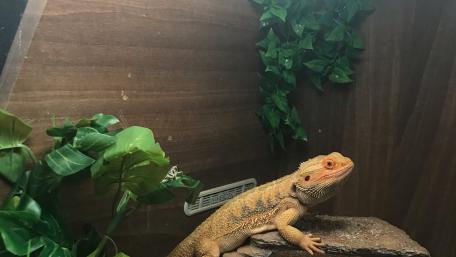 Jasper the beardie wallpaper