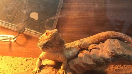 Lively Bearded Dragon in a Cozy Habitat wallpaper