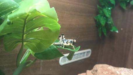 Locust on a plant wallpaper