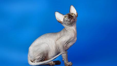 Unique Sphynx Cat in Vibrant Blue Background wallpaper
