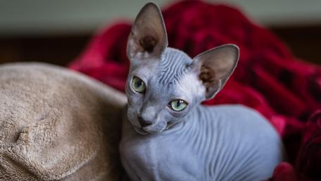 Elegant Sphynx Cat Resting on Cozy Blanket wallpaper