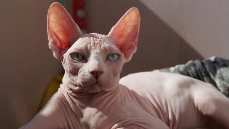 Sphynx Cat Relaxing in Sunlight wallpaper