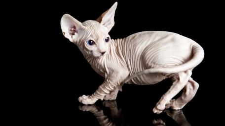 Elegant Sphynx Cat Portraits wallpaper