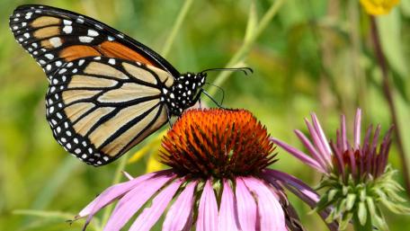 Elegant Monarch Butterfly on Vibrant Flower Garden wallpaper