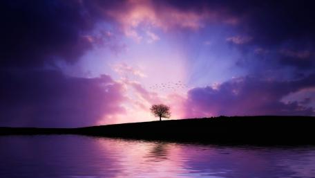 Solitary Tree Under a Purple Sky wallpaper
