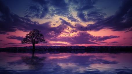 Solitary Tree at Twilight wallpaper