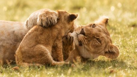 Tender Moment Between Lioness and Cub wallpaper