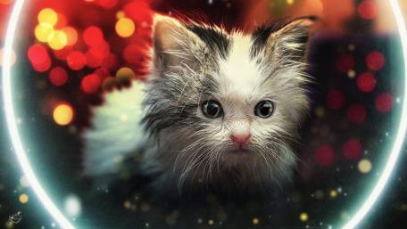 Adorable Kitten Surrounded by Colorful Lights wallpaper