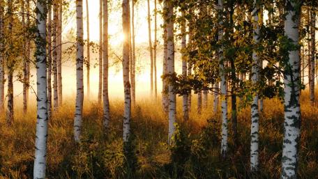 Birch forest wallpaper