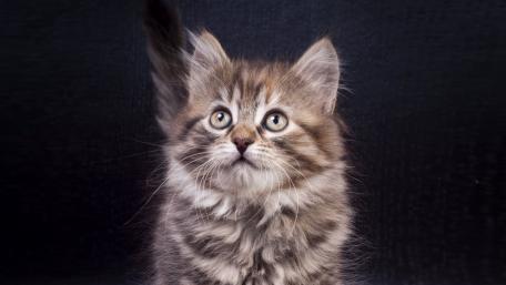 Charming Fluffy Kitten Portrait wallpaper
