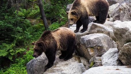 Majestic Bears in Natural Habitat wallpaper