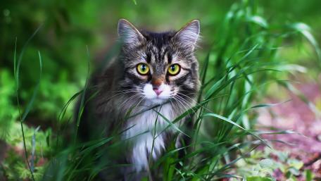 Majestic Feline in Nature's Embrace wallpaper