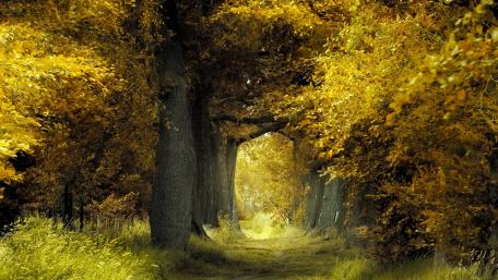 Golden Canopy of Autumn Splendor wallpaper