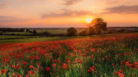 Poppies at Sunset: A Summer Symphony wallpaper