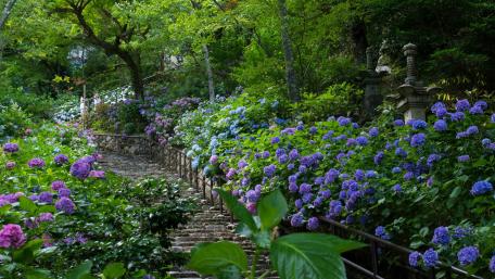 Stairway Through Blossoming Hydrangeas wallpaper