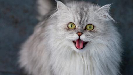 Fluffy Persian Cat with Curious Expression wallpaper