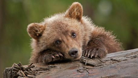 Adorable Bear Cub Resting wallpaper