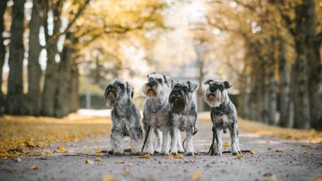 Schnauzers Strolling Through Autumn Elegance wallpaper