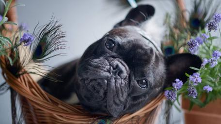 French Bulldog Among Flowers wallpaper