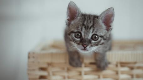 Adorable Kitten Adventure on a Basket wallpaper